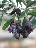 Olives