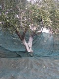 Nets around tree
