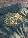 Olives in nets