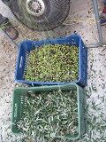 Fan separating leaves from olives